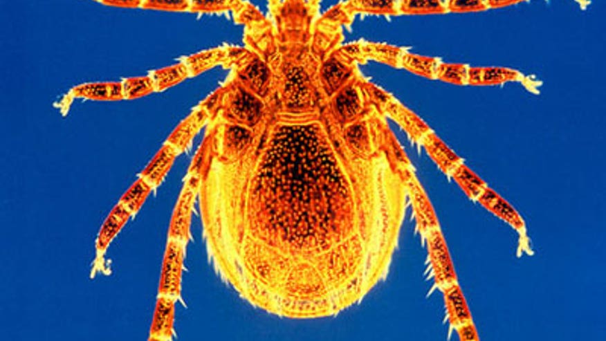 Deer Tick